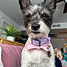 black_and_white, bow_tie, close_up, collar, couch, cute, dog, ears, face, fur, furniture, home_decor, indoor, keys, pet, pink, plant, portrait, purple, small_dog