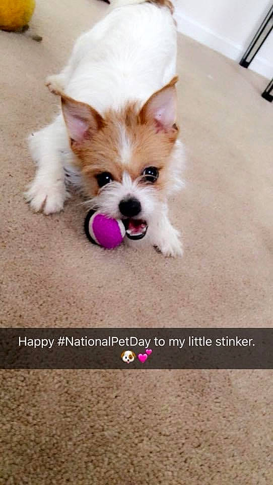 Kali joined the competition — help win amazing prizes! cairn_terrier, canidae, carnivore, chihuahua, companion_dog, dog, dog_breed, ear, mammal, morkie, photo_caption, photography, pomeranian, puppy, rare_breed_dog, shih_tzu, toy_dog, yorkshire_terrier