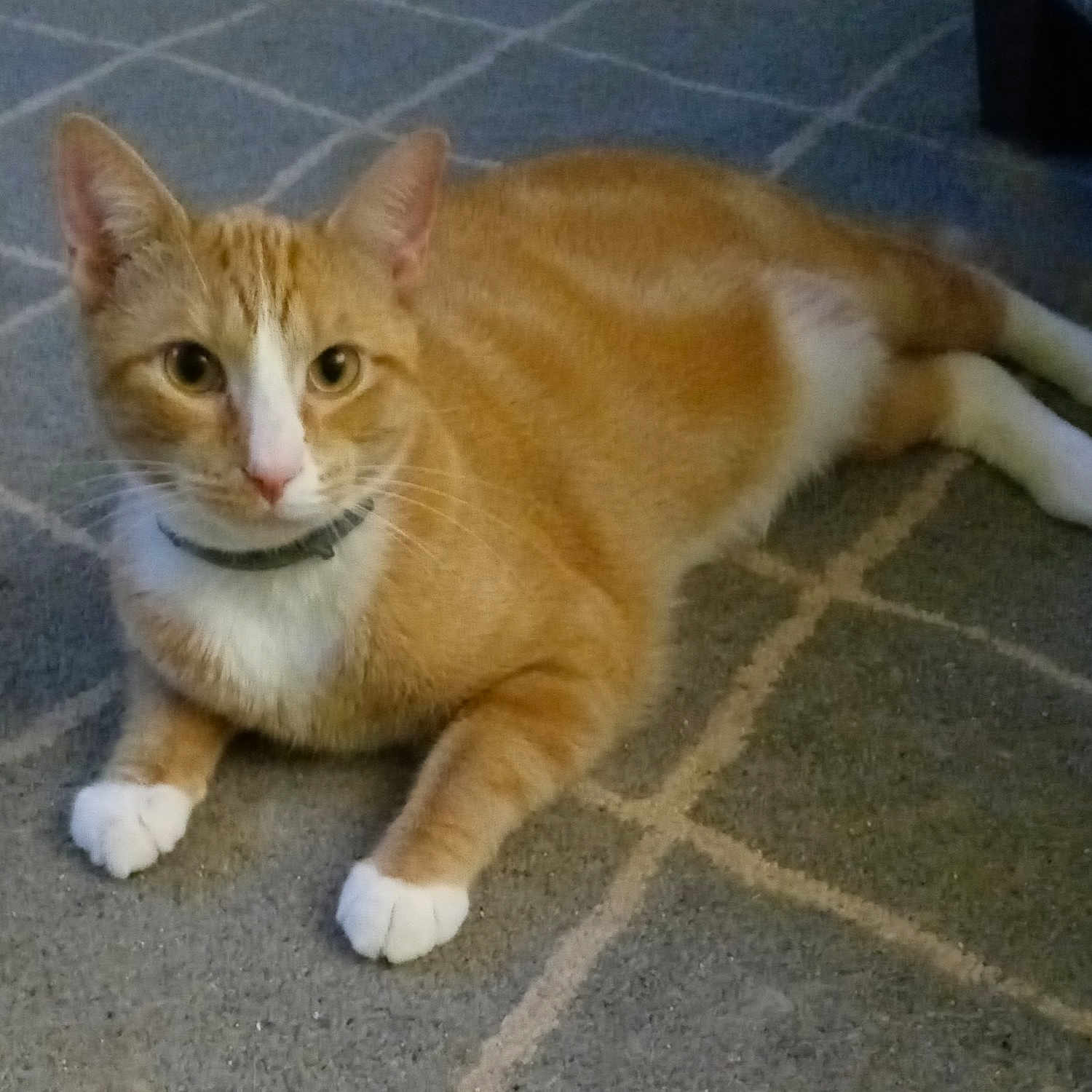Jordan is registered to the contest to win money with this photo: cat, orange_cat, white_paws, tabby, feline, pet, animal, lying_down, indoors, carpet, patterned_carpet, home, portrait, close_up, whiskers, ears, green_eyes, relaxed, resting, photography