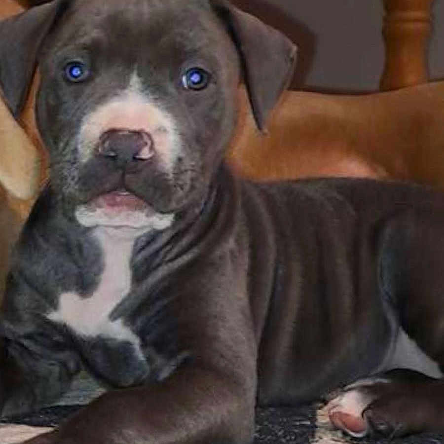 Bella joined the competition — help win amazing prizes! animal, brown, canine, carpet, cute, dog, ears, floor, furniture, gray, indoor, looking_at_camera, paw, pet, puppy, relaxed, snout, table, white, young_dog