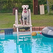 Lady joined the competition — help win amazing prizes! dog, pool, water, ladder, collar, grass, barrel, fence, yard, outdoor, pet, summer, happy, sitting, blue, plastic, recreation, animal, smiling, backyard