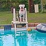 dog, pool, water, ladder, collar, grass, barrel, fence, yard, outdoor, pet, summer, happy, sitting, blue, plastic, recreation, animal, smiling, backyard