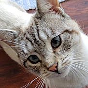 Twila joined the competition — help win amazing prizes! cat, close_up, blue_eyes, fur, whiskers, pet, animal, curious, indoor, face, mammal, domestic_cat, portrait, looking_up, tabby, whisker, nose, ears, feline, soft_light
