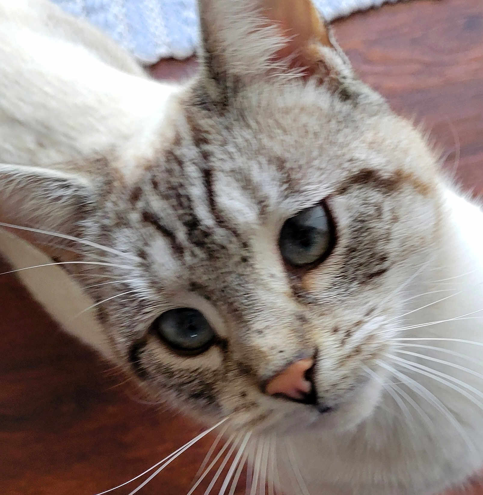 Twila joined the competition — help win amazing prizes! cat, close_up, blue_eyes, fur, whiskers, pet, animal, curious, indoor, face, mammal, domestic_cat, portrait, looking_up, tabby, whisker, nose, ears, feline, soft_light