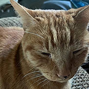 Rusty is registered to the contest to win money with this photo: animal, cat, close_up, cute, domestic_cat, ears, face, feline, fur, indoor, mammal, nose, orange_tabby, pet, portrait, relaxed, resting, sleepy, texture, whiskers