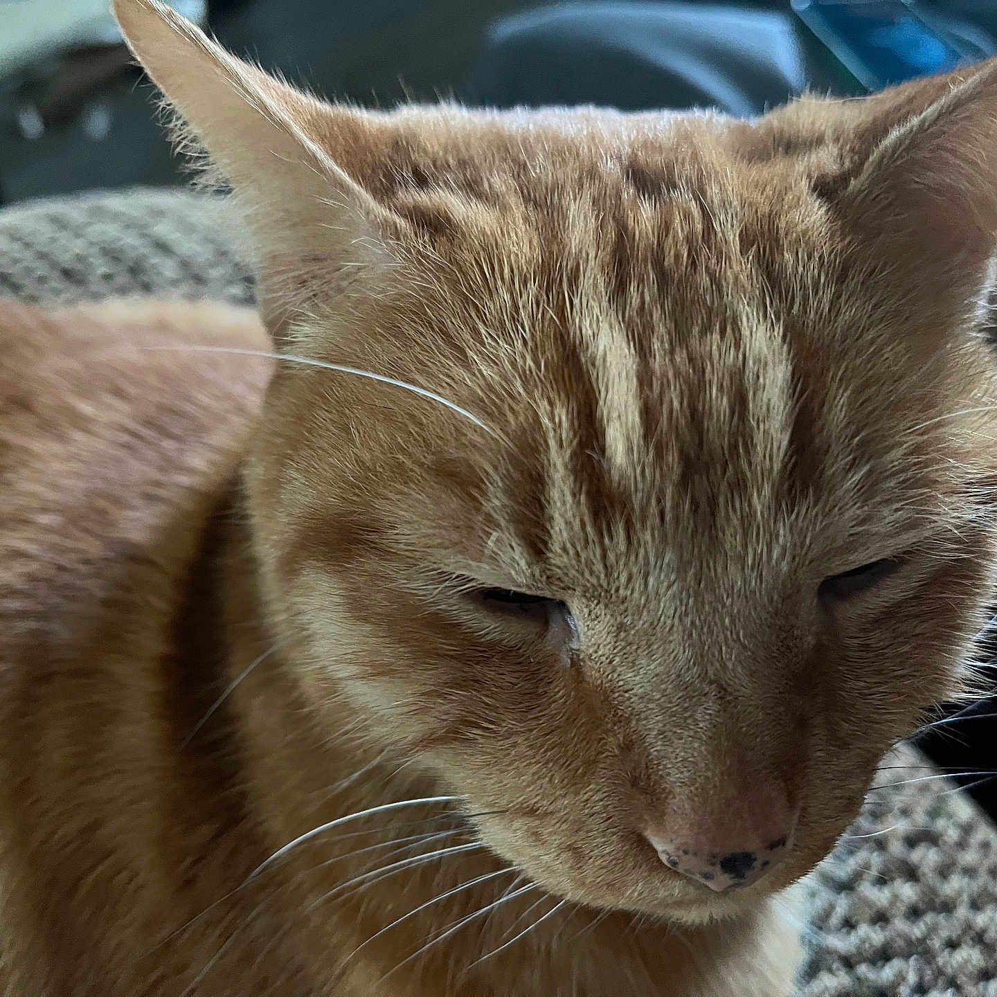 Rusty is registered to the contest to win money with this photo: animal, cat, close_up, cute, domestic_cat, ears, face, feline, fur, indoor, mammal, nose, orange_tabby, pet, portrait, relaxed, resting, sleepy, texture, whiskers