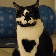 Moe is registered to the contest to win money with this photo: cat, black_and_white, heart_shape, indoor, polka_dot, feline, pet, sitting, looking_at_camera, fur, whiskers, ears, floor, home, cozy, animal, cute, portrait, domestic_cat, furniture