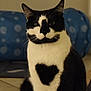 cat, black_and_white, heart_shape, indoor, polka_dot, feline, pet, sitting, looking_at_camera, fur, whiskers, ears, floor, home, cozy, animal, cute, portrait, domestic_cat, furniture