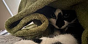 Moe is registered to the contest to win money with this photo: cat, black_and_white, paw, towel, bed, cozy, indoor, pet, feline, animal, fur, whiskers, resting, soft_texture, curled, closeup, sleepy, hidden, cute, relaxed