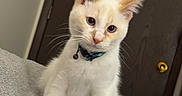 Butters is registered to the contest to win money with this photo: kitten, cat, white_cat, orange_spots, collar, bell, bed, blanket, door, wooden_door, framed_picture, heart, cake_picture, indoor, pet, curious, soft_texture, black_strap, closeup, young_cat