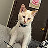 kitten, cat, white_cat, orange_spots, collar, bell, bed, blanket, door, wooden_door, framed_picture, heart, cake_picture, indoor, pet, curious, soft_texture, black_strap, closeup, young_cat