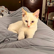 Butters is registered to the contest to win money with this photo: kitten, cat, pet, indoor, blanket, gray, fur, blue_eyes, cute, animal, resting, cozy, furniture, wooden, bedroom, young_cat, domestic_cat, whiskers, ears, pink_nose