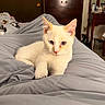 kitten, cat, pet, indoor, blanket, gray, fur, blue_eyes, cute, animal, resting, cozy, furniture, wooden, bedroom, young_cat, domestic_cat, whiskers, ears, pink_nose
