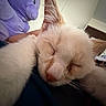 Butters joined the competition — help win amazing prizes! kitten, cat, sleeping, close_up, indoor, plush_toy, purple, stuffed_animal, cozy, pet, whiskers, fur, relaxed, animal, cute, resting, paws, soft, young, domestic_cat