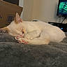 Butters is registered to the contest to win money with this photo: cat, kitten, sleeping, paw_pads, cozy, blanket, indoor, feline, resting, fur, cute, pink_paws, domestic_animal, cardboard_box, television, soft_texture, animal, pet, close_up, relaxation