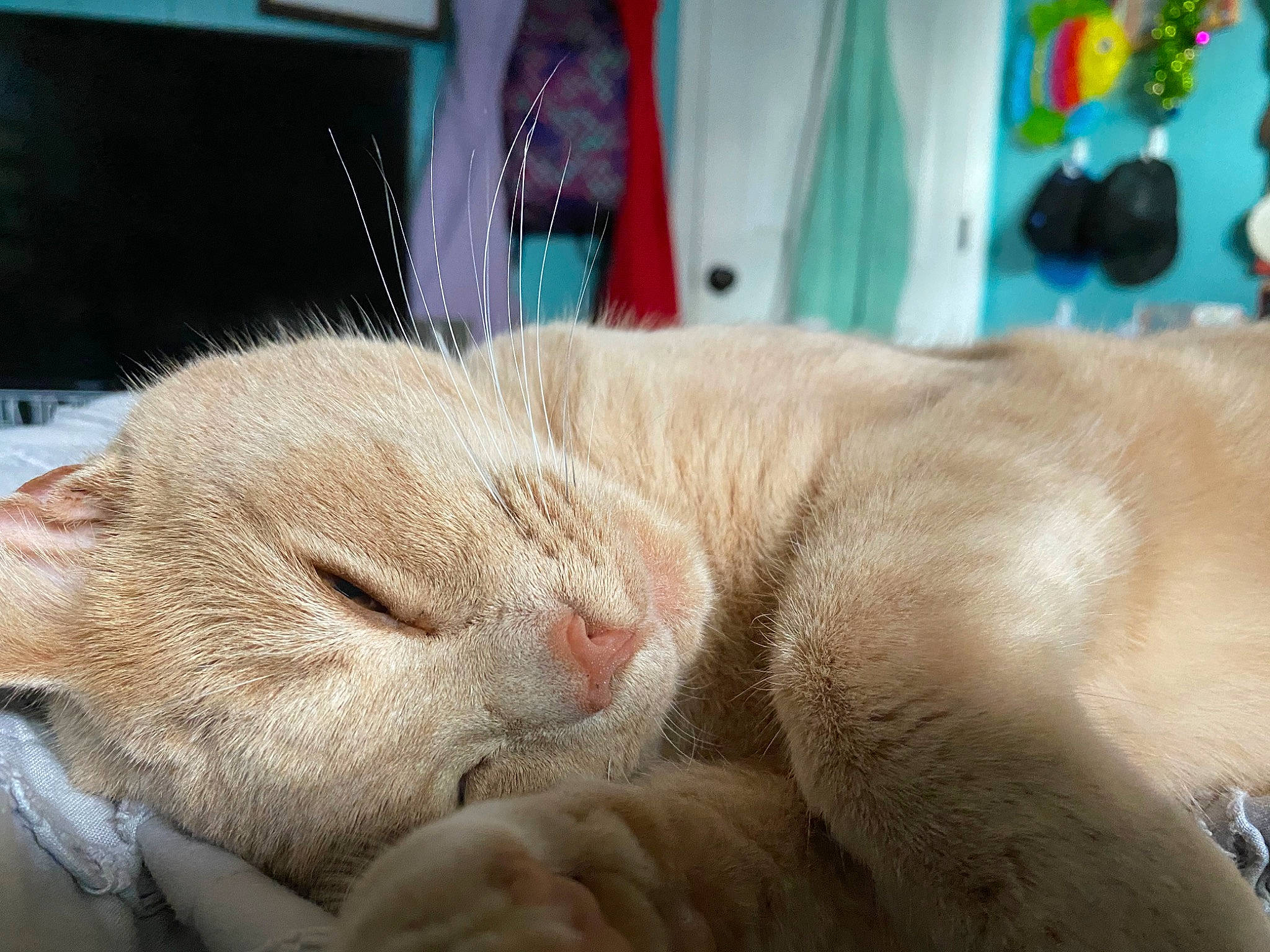 Leo joined the competition — help win amazing prizes! carnivore, cat, claw, comfort, domestic_short_haired_cat, fawn, felidae, fur, nap, paw, sleep, small_to_medium_sized_cats, snout, tail, watch, whiskers