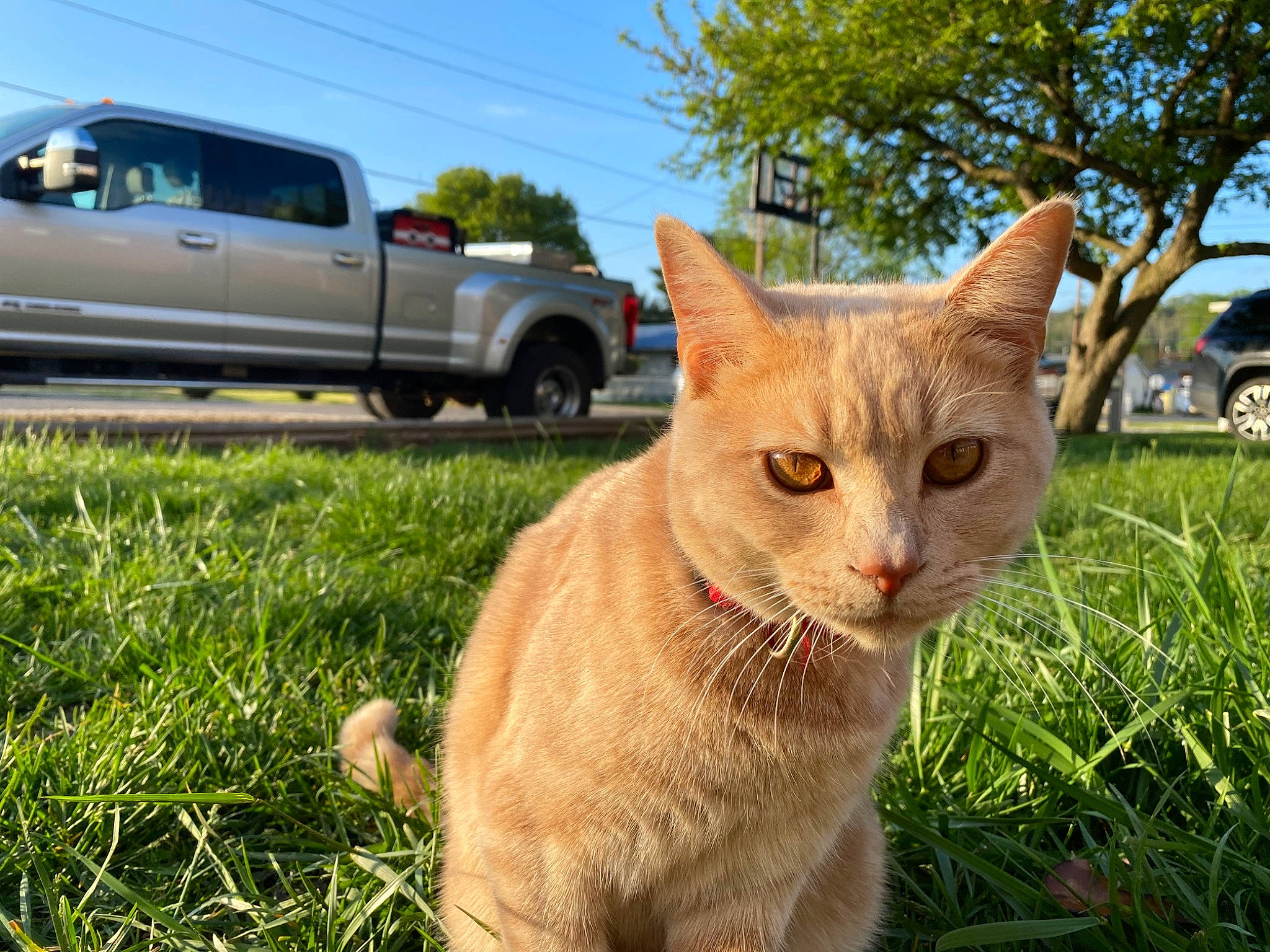 Leo is registered to the contest to win money with this photo: automotive_tire, bumper, car, carnivore, cat, coupe_utility, fawn, felidae, grass, light_commercial_vehicle, motor_vehicle, plant, sky, small_to_medium_sized_cats, tire, tree, vehicle, vehicle_door, wheel, whiskers
