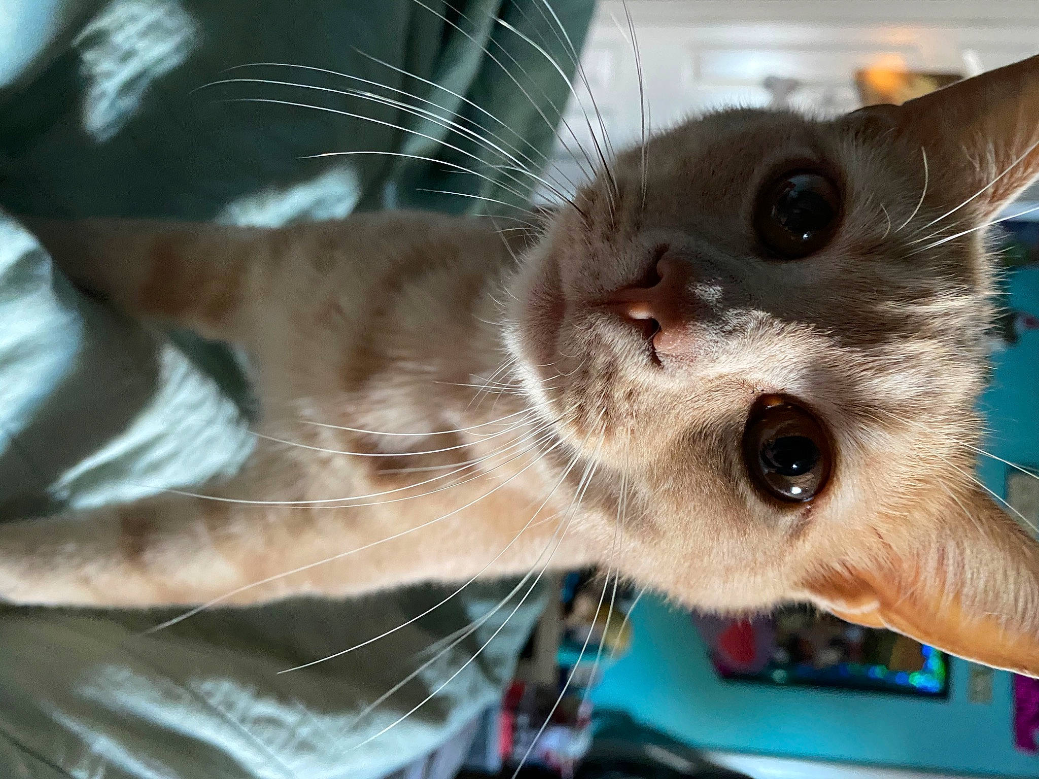 Leo