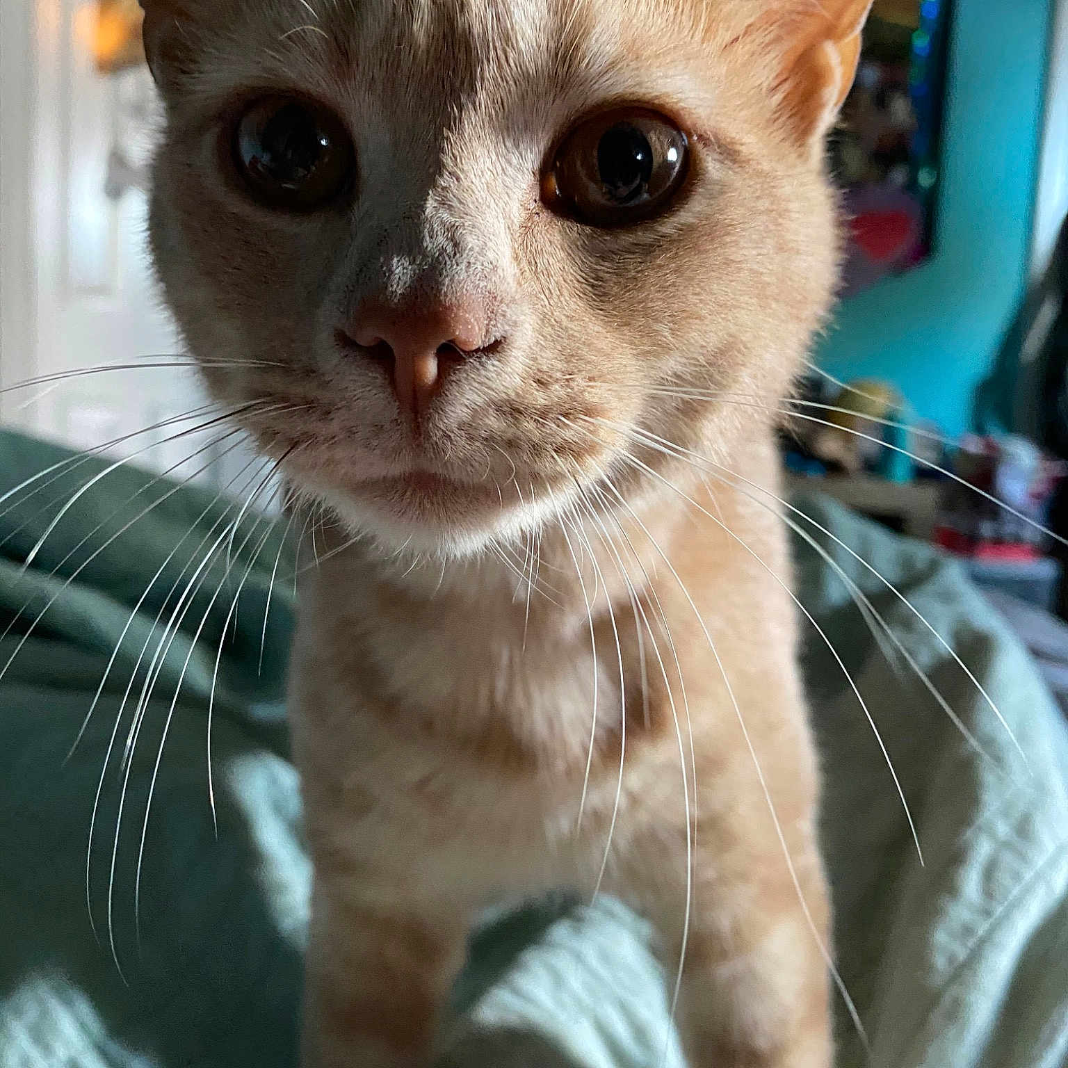 Leo