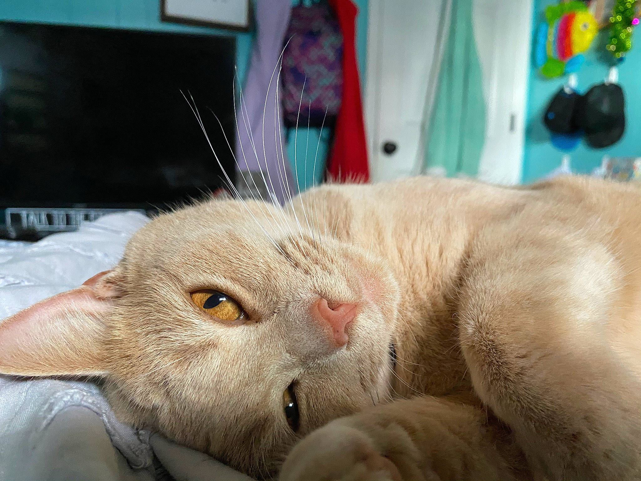 Leo joined the competition — help win amazing prizes! carnivore, cat, claw, comfort, domestic_short_haired_cat, ear, fang, fawn, felidae, fur, nap, paw, small_to_medium_sized_cats, snout, tail, whiskers