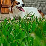 Alvin participe au concours pour gagner de l'argent avec cette photo : animal, background, canine, closeup, daylight, dog, fence, fur, grass, greenery, happy, lying_down, nature, outdoor, pet, playful, relaxation, summer, tongue, wood