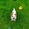 animal, casual, cute, dog, energetic, field, footwear, grass, greenery, happy, leisure, nature, outdoor, pet, playing, shoe, sport, summer, tongue_out, yellow_soccer_ball