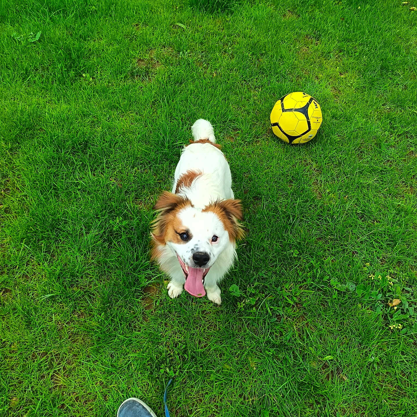 Alvin a rejoint le concours — aidez-le/la à gagner de superbes lots ! animal, casual, cute, dog, energetic, field, footwear, grass, greenery, happy, leisure, nature, outdoor, pet, playing, shoe, sport, summer, tongue_out, yellow_soccer_ball