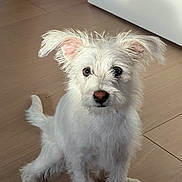 Gertie is registered to the contest to win money with this photo: dog, white_dog, pet, animal, indoor, wooden_floor, curious, ears, fur, cute, sitting, floor, door, domestic_animal, companion, small_dog, alert, friendly, looking, young_dog