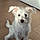 Gertie