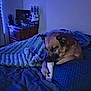 Lilly joined the competition — help win amazing prizes! animal, bed, blanket, blue_light, bone, calm, comfort, cozy, dog, domestic, furniture, indoor, night, pet, pillow, resting, sleepy, stacked_boxes, toy, wooden_dresser