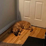 Lilly joined the competition — help win amazing prizes! animal, brown_dog, canine, corner, cozy, dog, domestic, door, floor, fur, home, indoor, laying_down, pet, quiet, relaxed, resting, sleeping, warm_colors, wooden_floor