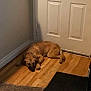 animal, brown_dog, canine, corner, cozy, dog, domestic, door, floor, fur, home, indoor, laying_down, pet, quiet, relaxed, resting, sleeping, warm_colors, wooden_floor