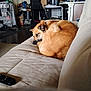 Lilly is registered to the contest to win money with this photo: brown_dog, calm, carpet, couch, cozy, crate, dog, domestic, fur, furniture, household, indoor, living_room, pet, relaxation, remote_control, resting, shoe_rack, sleeping, wooden_floor