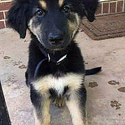 Ella is registered to the contest to win money with this photo: puppy, dog, black_and_tan, sitting, porch, concrete, brick_wall, collar, leash, front_paws, cute, pet, animal, young_dog, outdoor, door, reflection, fur, ears, nose