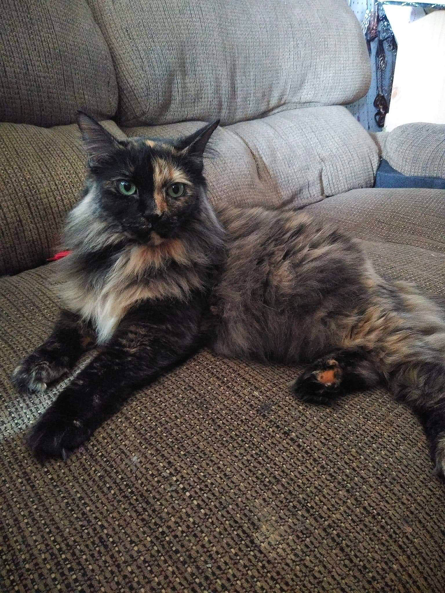 Sissy joined the competition — help win amazing prizes! carnivore, cat, domestic_long_haired_cat, felidae, fur, kitten, maine_coon, mammal, norwegian_forest_cat, sitting, sky, small_to_medium_sized_cats, tabby_cat, whiskers