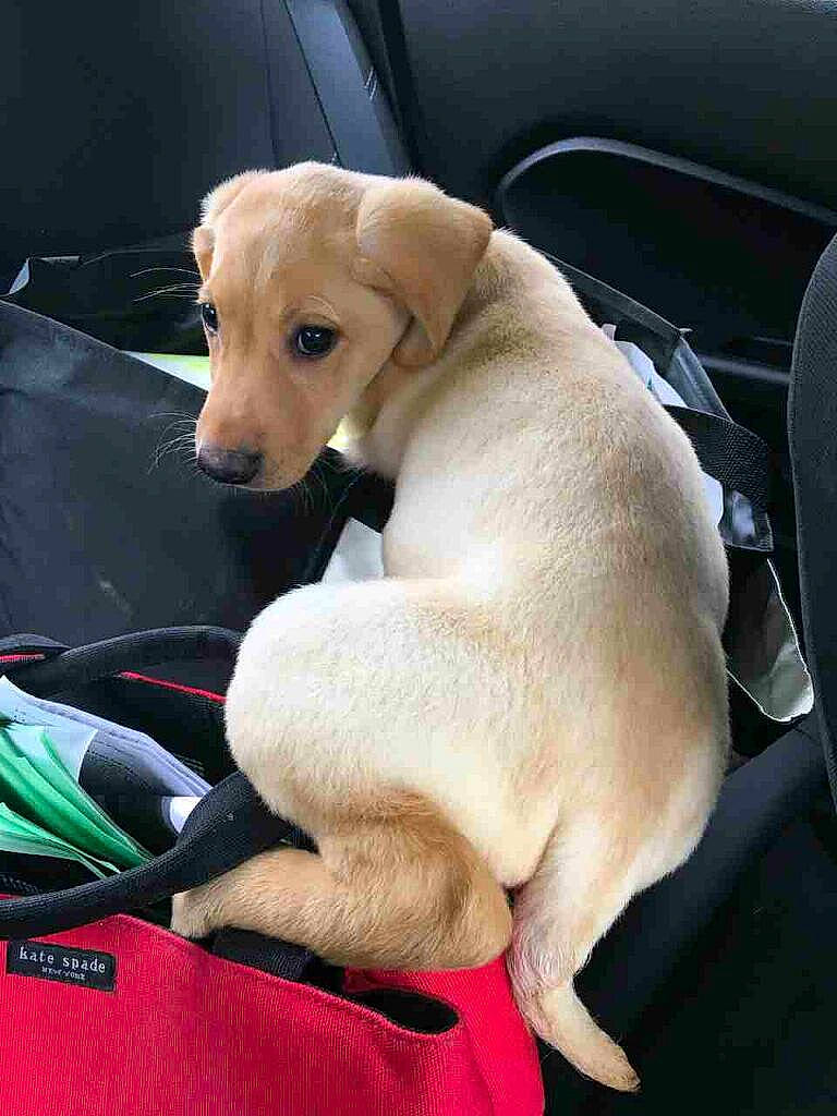 Daisy joined the competition — help win amazing prizes! beagador, canidae, carnivore, companion_dog, dog, dog_breed, fawn, labrador_retriever, mammal, potcake_dog, puppy, puppy_love, retriever, snout, sporting_group, vertebrate