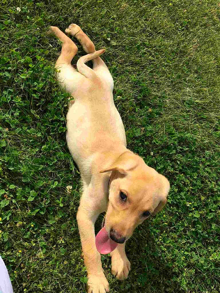 Daisy joined the competition — help win amazing prizes! beagador, black_mouth_cur, broholmer, canidae, carnivore, companion_dog, dog, dog_breed, fawn, grass, labrador_retriever, mammal, mountain_cur, potcake_dog, puppy, retriever, sporting_group, tail, vertebrate