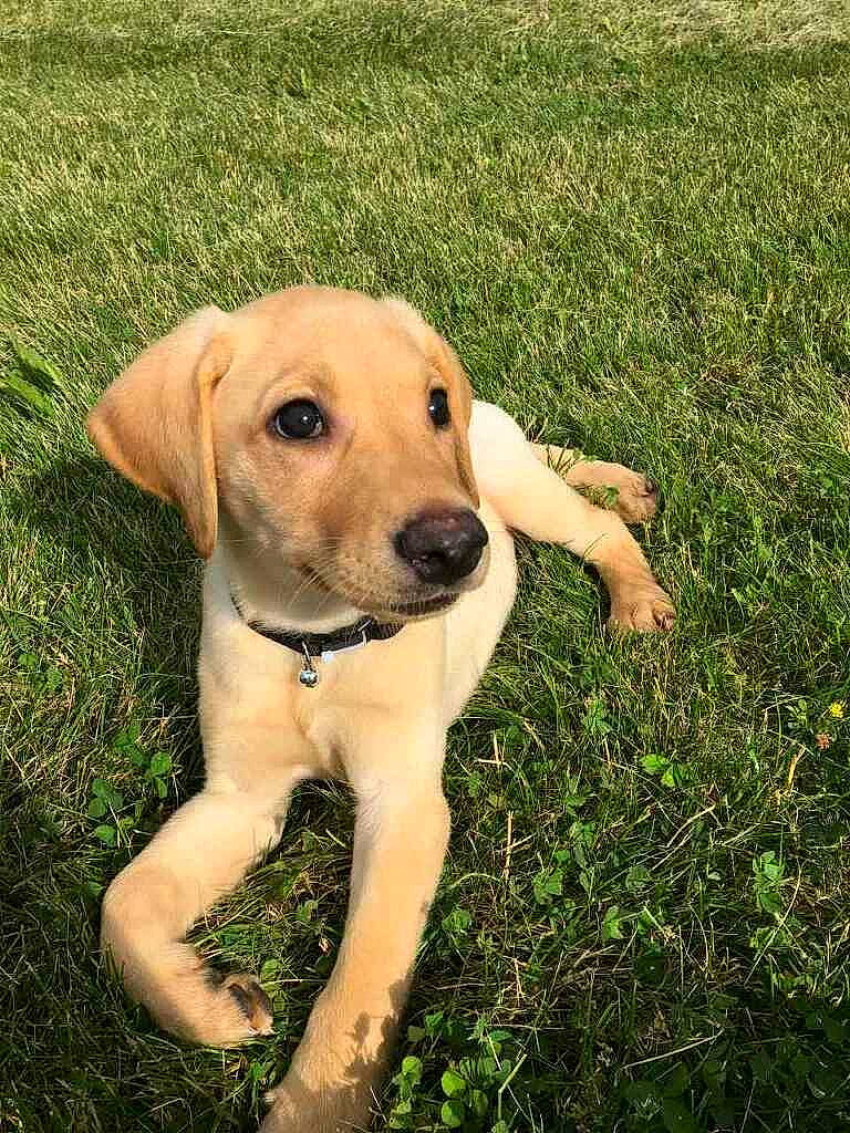 Daisy joined the competition — help win amazing prizes! beagador, black_mouth_cur, broholmer, canidae, carnivore, companion_dog, dog, dog_breed, fawn, grass, labrador_retriever, mammal, mountain_cur, potcake_dog, puppy, retriever, rhodesian_ridgeback, snout, sporting_group, vertebrate