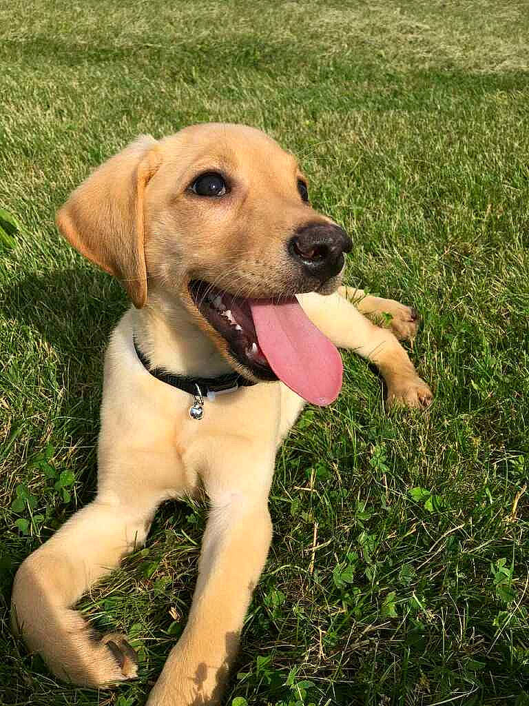 Daisy is registered to the contest to win money with this photo: beagador, black_mouth_cur, broholmer, canidae, carnivore, companion_dog, dog, dog_breed, fawn, hunting_dog, labrador_retriever, mammal, mountain_cur, rare_breed_dog, retriever, rhodesian_ridgeback, snout, sporting_group, vertebrate, working_dog