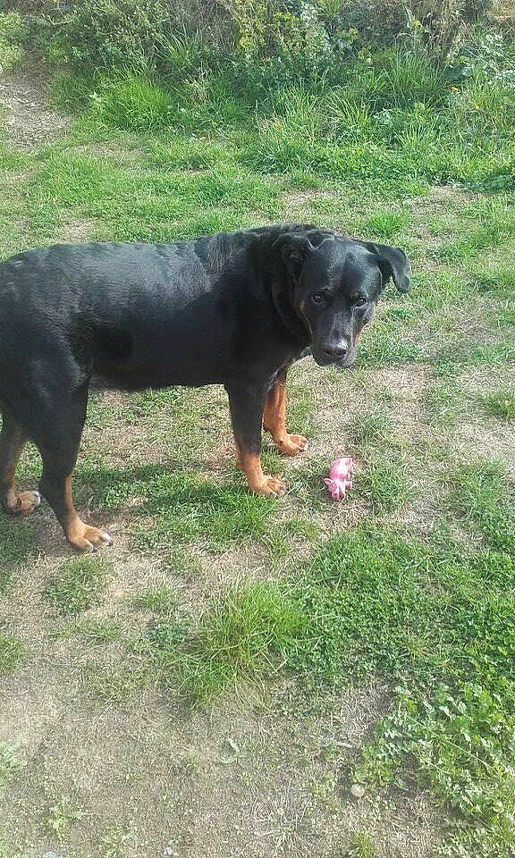 Filouse participe au concours pour gagner de l'argent avec cette photo : canidae, carnivore, dog, dog_breed, hunting_dog, mammal, rottweiler, sporting_group, vertebrate