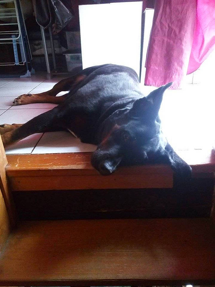 Filouse a rejoint le concours — aidez-le/la à gagner de superbes lots ! bed, canidae, couch, furniture, great_dane, guard_dog, leg, non_sporting_group, room, tail