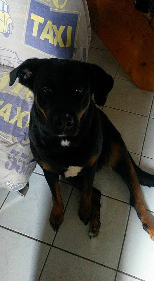 Filouse participe au concours pour gagner de l'argent avec cette photo : canidae, carlin_pinscher, carnivore, dog, dog_breed, fawn, guard_dog, mammal, molosser, rottweiler, snout, sporting_group, vertebrate, working_dog