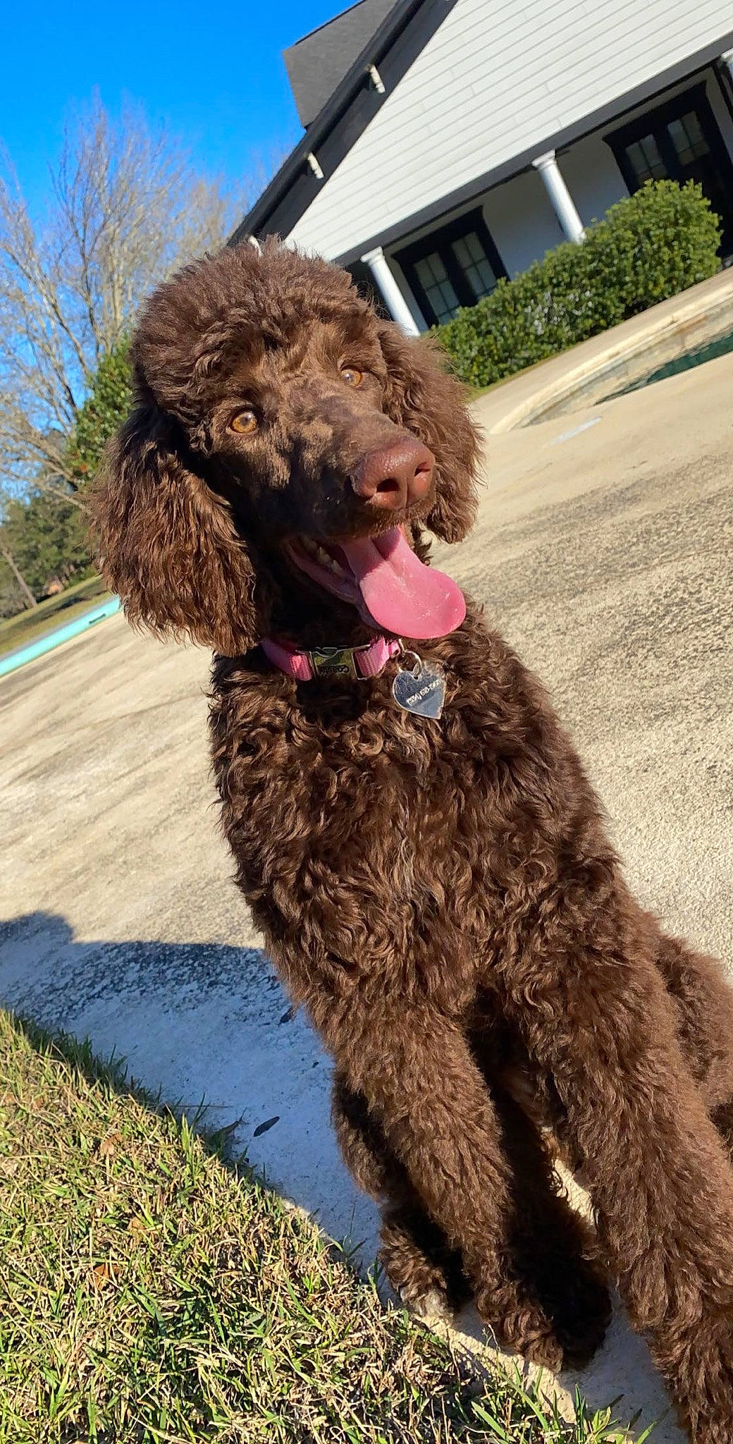 Cardi joined the competition — help win amazing prizes! american_water_spaniel, canidae, carnivore, dog, dog_breed, goldendoodle, irish_water_spaniel, labradoodle, mammal, miniature_poodle, murray_river_curly_coated_retriever, pont_audemer_spaniel, poodle, poodle_crossbreed, spaniel, spanish_water_dog, sporting_group, standard_poodle, vertebrate, water_dog