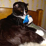 Itty is registered to the contest to win money with this photo: bed, blanket, blue_toy, cat, close_up, cozy, feline, flash_lighting, indoor, paws, peeling_paint, pet, portrait, resting, toy, tuxedo_cat, wallpaper, whiskers, wooden_headboard, yellow_eyes