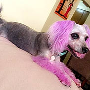 Zoey is registered to the contest to win money with this photo: dog, pet, purple_hair, indoor, couch, furniture, happy, tongue_out, collar, domestic_animal, living_room, fur, tail, ears, animal, canine, smiling, hair_dye, cute, resting