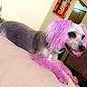 dog, pet, purple_hair, indoor, couch, furniture, happy, tongue_out, collar, domestic_animal, living_room, fur, tail, ears, animal, canine, smiling, hair_dye, cute, resting