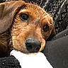 dog, brown_dog, close_up, resting, cozy, blanket, fabric, patterned_clothing, soft_texture, portrait, animal, pet, lying_down, domestic_animal, cute, fur, snout, ears, indoor, comfort