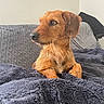 Kookie participe au concours pour gagner de l'argent avec cette photo : dog, brown_dog, pet, canine, fur, blanket, cozy, indoors, sofa, couch, relaxed, looking_away, side_view, domestic_animal, companion, animal, furniture, home, cute, portrait