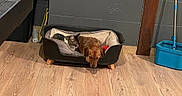 Kookie participe au concours pour gagner de l'argent avec cette photo : dog, cat, pet_bed, wooden_floor, mop_bucket, sleeping, indoor, cozy, animal, brown_dog, tabby_cat, resting, quiet, domestic, furniture, home, flooring, cleaning_supplies, companion, relaxation