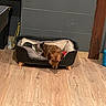 dog, cat, pet_bed, wooden_floor, mop_bucket, sleeping, indoor, cozy, animal, brown_dog, tabby_cat, resting, quiet, domestic, furniture, home, flooring, cleaning_supplies, companion, relaxation